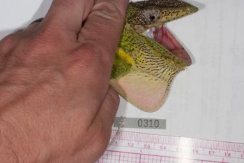 Media type: image;   Herpetology R-186215